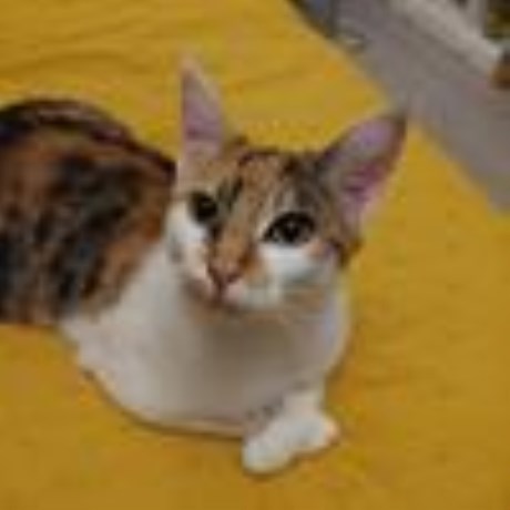 Kat Europese korthaar of huiskat