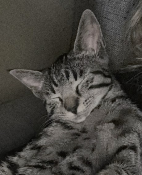 Kat Europese korthaar of huiskat