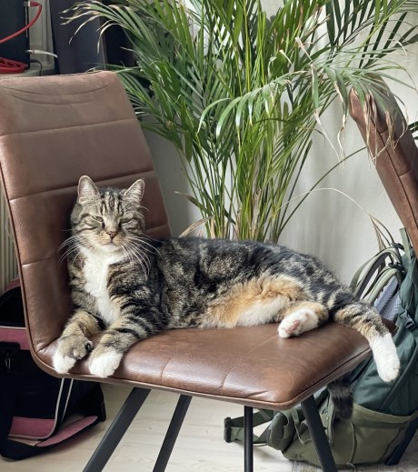 Kat Europese korthaar of huiskat