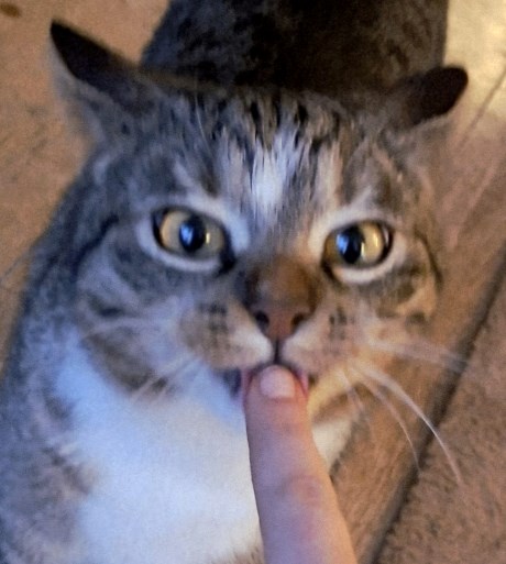 Kat Europese korthaar of huiskat