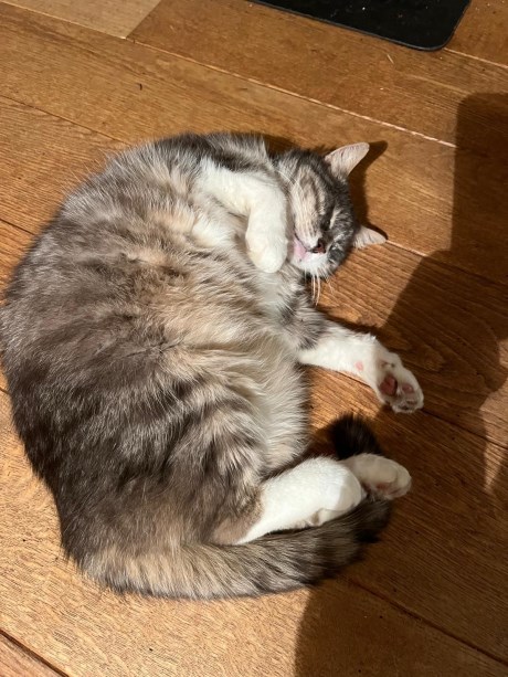 Kat Europese korthaar of huiskat