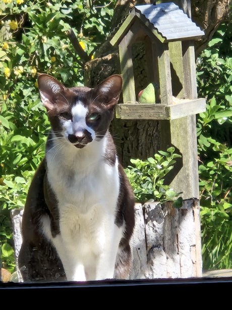 Kat Oosters korthaar