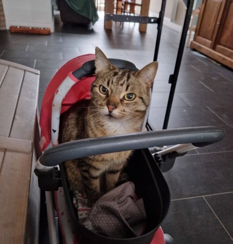 Kat Europese korthaar of huiskat