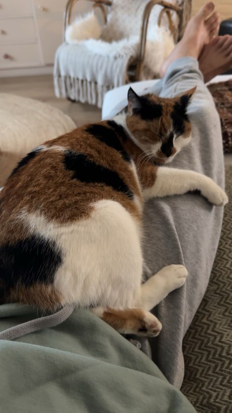 Kat Europese korthaar of huiskat