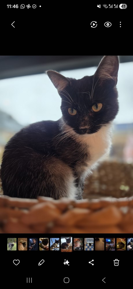 Kat Europese korthaar of huiskat