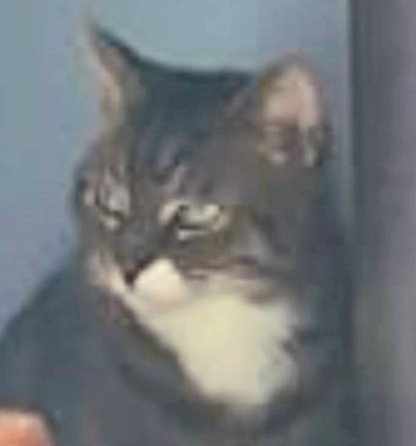 Kat Europese korthaar of huiskat