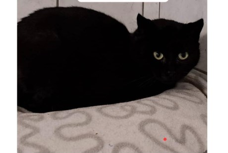 Kat Europese korthaar of huiskat