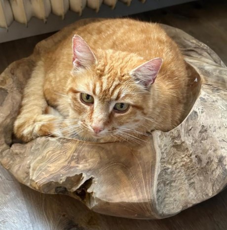 Kat Europese korthaar of huiskat