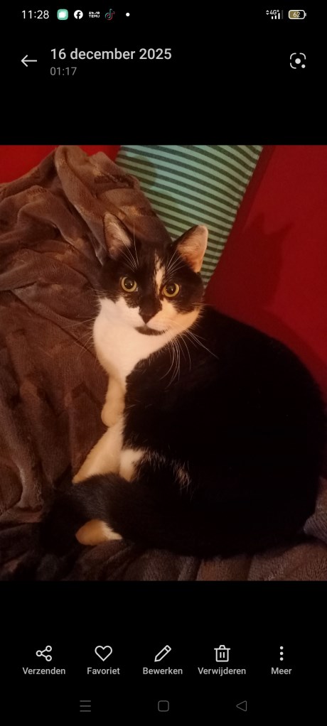 Kat Europese korthaar of huiskat