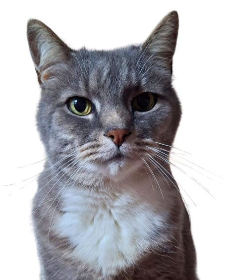 Kat Europese korthaar of huiskat