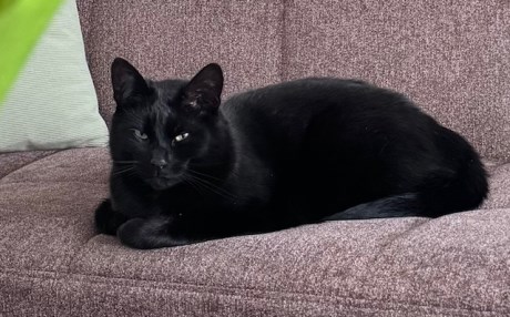 Kat Europese korthaar of huiskat