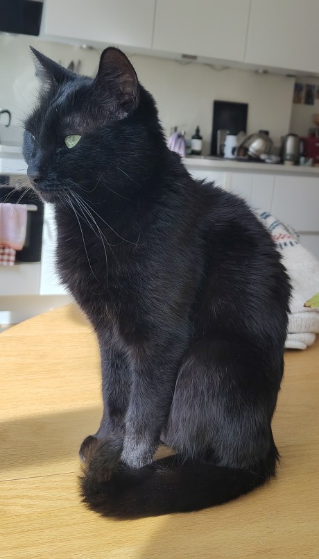 Kat Europese korthaar of huiskat