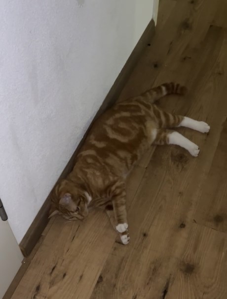 Kat Europese korthaar of huiskat