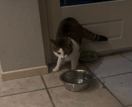 Kat Europese korthaar of huiskat