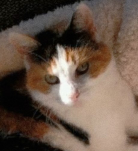 Kat Europese korthaar of huiskat