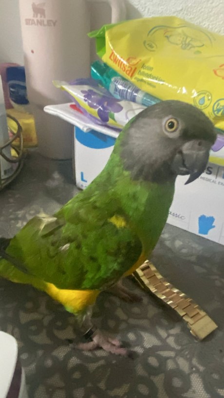 Vogel (Dwerg-)papegaai