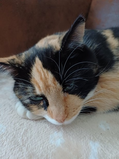 Kat Europese korthaar of huiskat