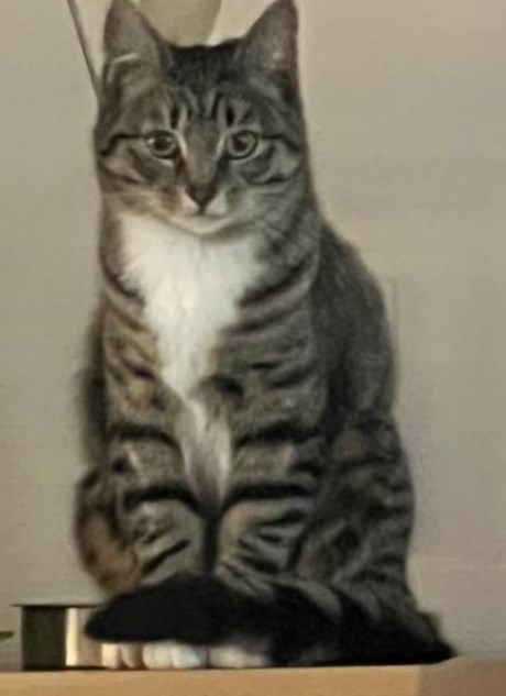 Kat Europese korthaar of huiskat