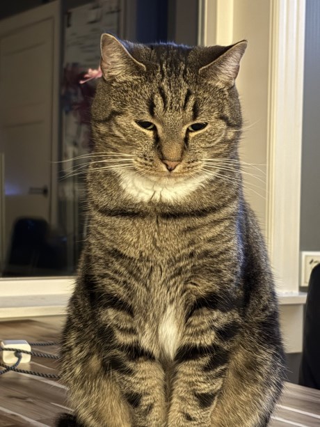 Kat Europese korthaar of huiskat