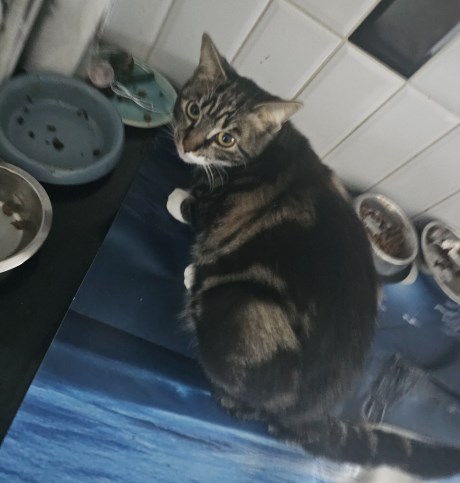 Kat Europese korthaar of huiskat