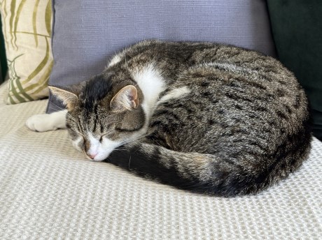 Kat Europese korthaar of huiskat