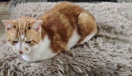 Kat Europese korthaar of huiskat