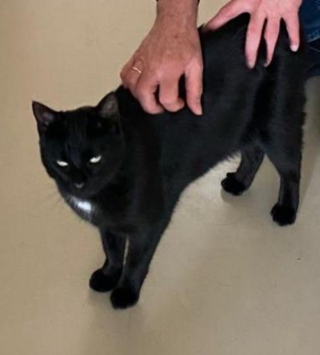 Kat Europese korthaar of huiskat