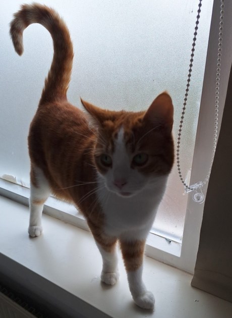 Kat Europese korthaar of huiskat