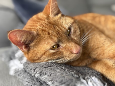 Kat Europese korthaar of huiskat