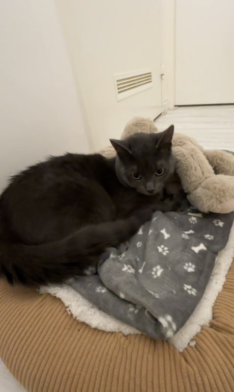 Kat Europese korthaar of huiskat