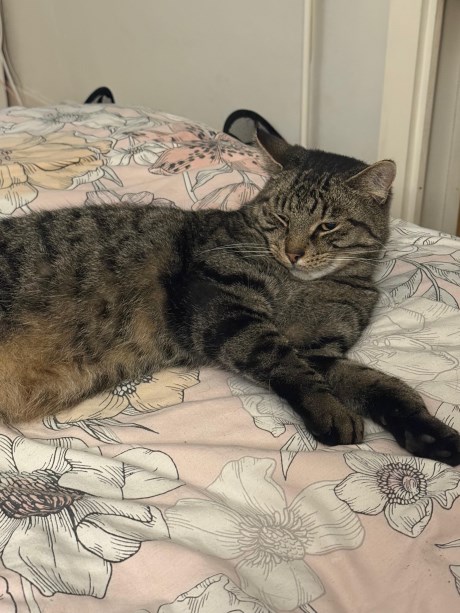 Kat Europese korthaar of huiskat