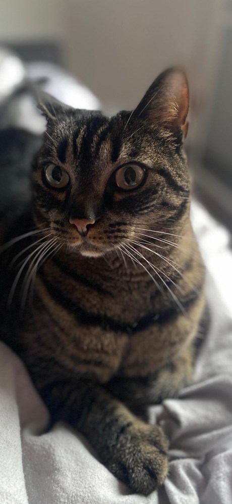 Kat Europese korthaar of huiskat