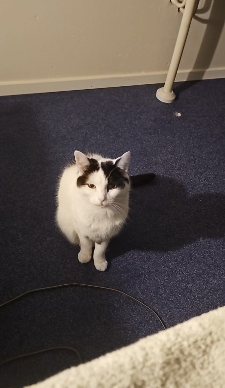 Kat Europese korthaar of huiskat