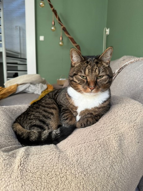 Kat Europese korthaar of huiskat