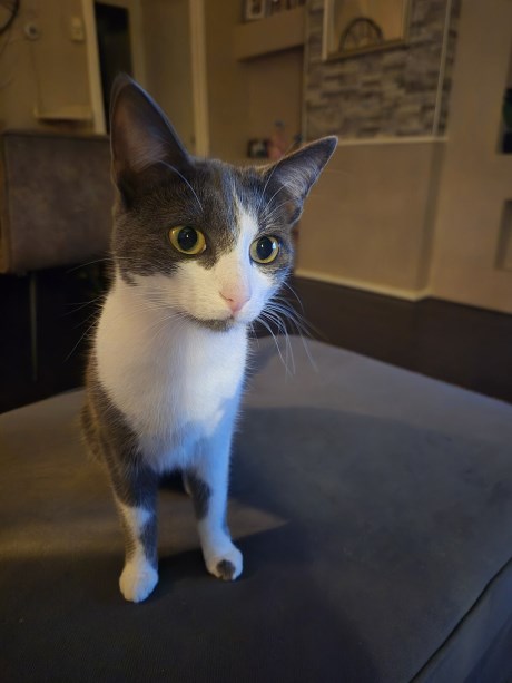 Kat Europese korthaar of huiskat