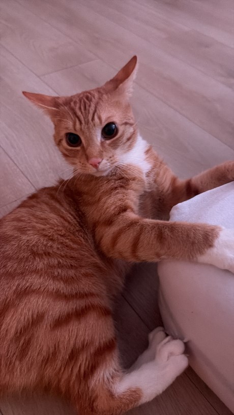 Kat Europese korthaar of huiskat