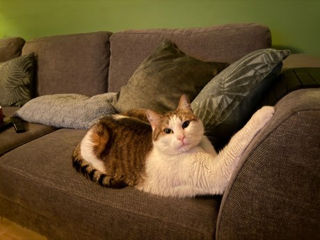 Kat Europese korthaar of huiskat