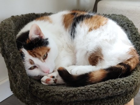 Kat Europese korthaar of huiskat