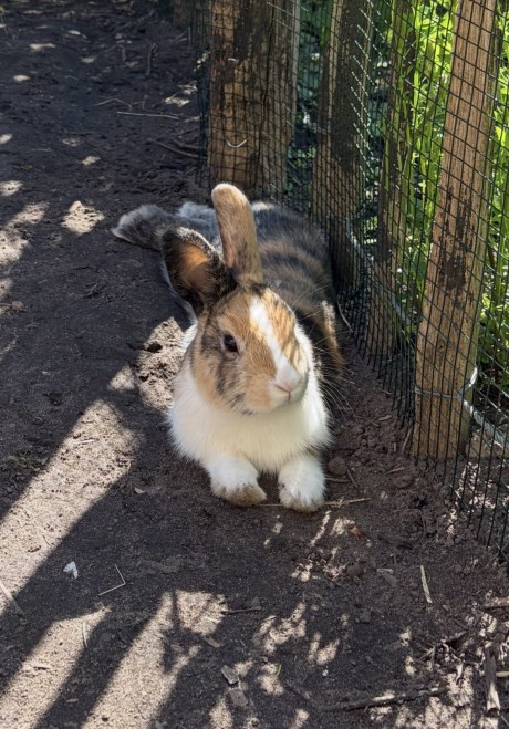 Knaagdier / Haasachtige Konijn