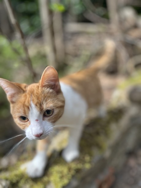 Kat Europese korthaar of huiskat