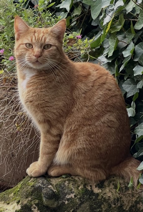 Kat Europese korthaar of huiskat