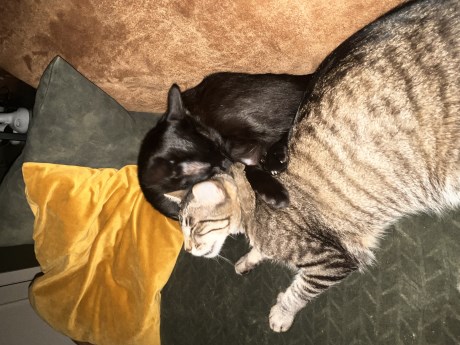 Kat Europese korthaar of huiskat