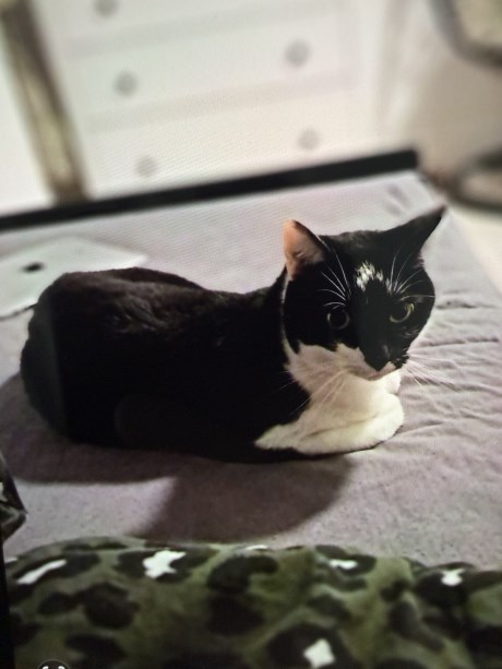 Kat Europese korthaar of huiskat