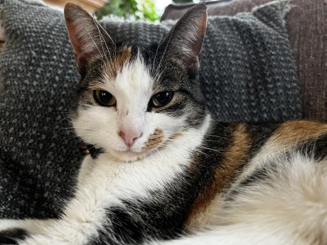 Kat Europese korthaar of huiskat