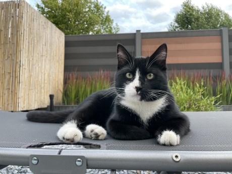 Kat Europese korthaar of huiskat