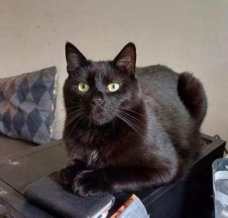 Kat Europese korthaar of huiskat