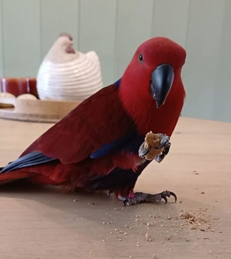 Vogel (Dwerg-)papegaai