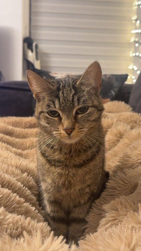 Kat Europese korthaar of huiskat