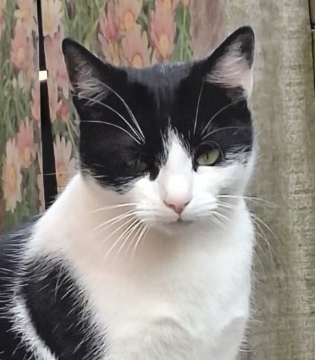 Kat Europese korthaar of huiskat