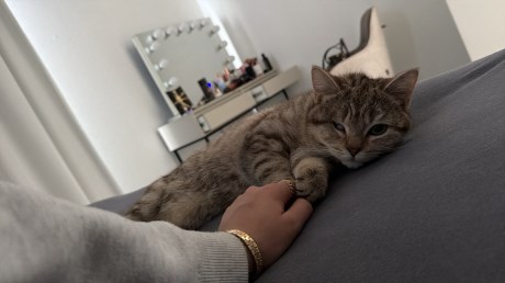 Kat Europese korthaar of huiskat